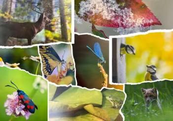 Exposition, trésors naturels du Limousin au Foyer Rural