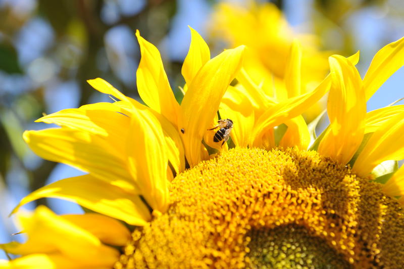 Les abeilles sauvages se dévoilent !