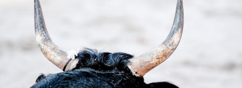 Course de ligue par le Club taurin Lou Glanum