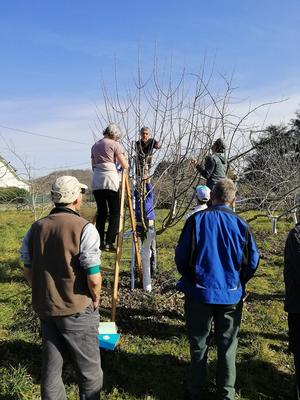 J'apprends à tailler les arbres fruitiers