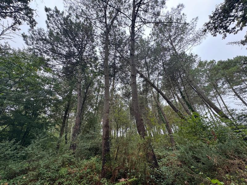 Terrain - 51 575 m²