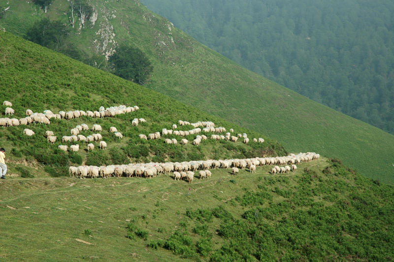 Sortie nature Cpie Pays Basque : "La Manex, reine des estives"