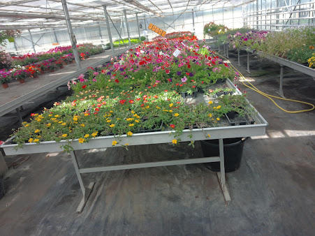 Aux Serres Hermitoises