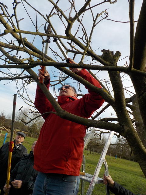 Taille de Formation des Arbres Fruitiers