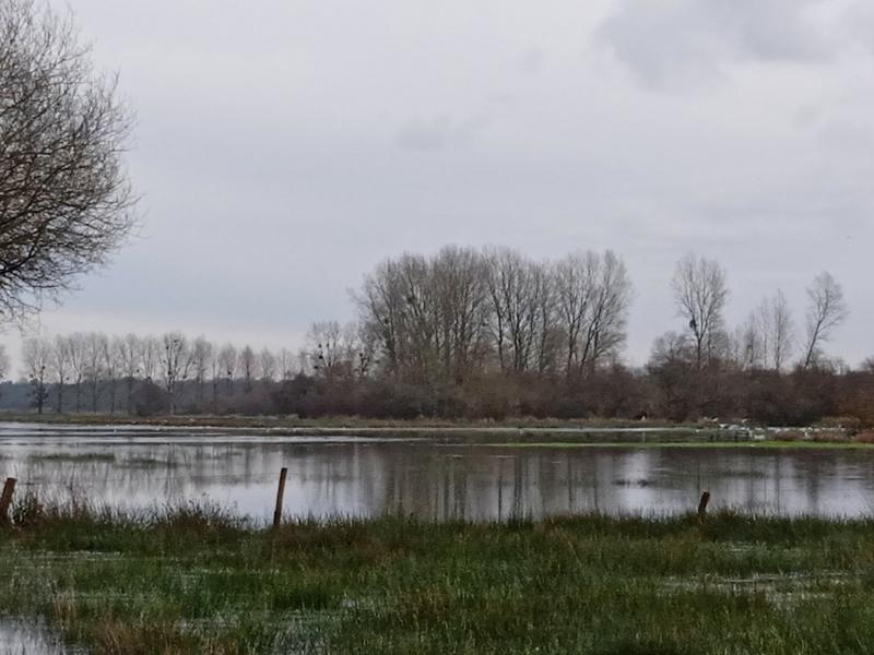 Les marais blancs de Carentan