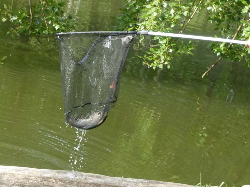 Concours de pêche/lâcher de truites pour les enfants de moins de 12 ans