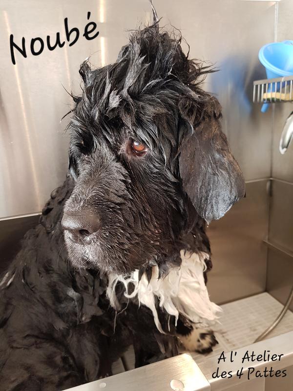 A l'Atelier des 4 pattes