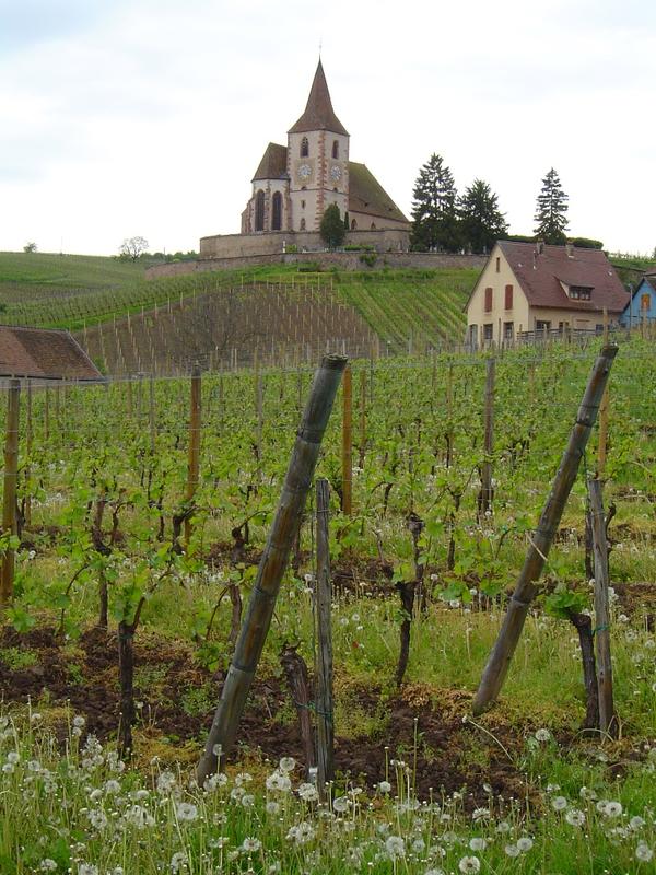 Visite chez le vigneron au domaine André Vielweber