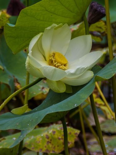 Arboretum Al Gaulhia