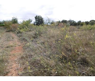 Terrain - 14 200 m²