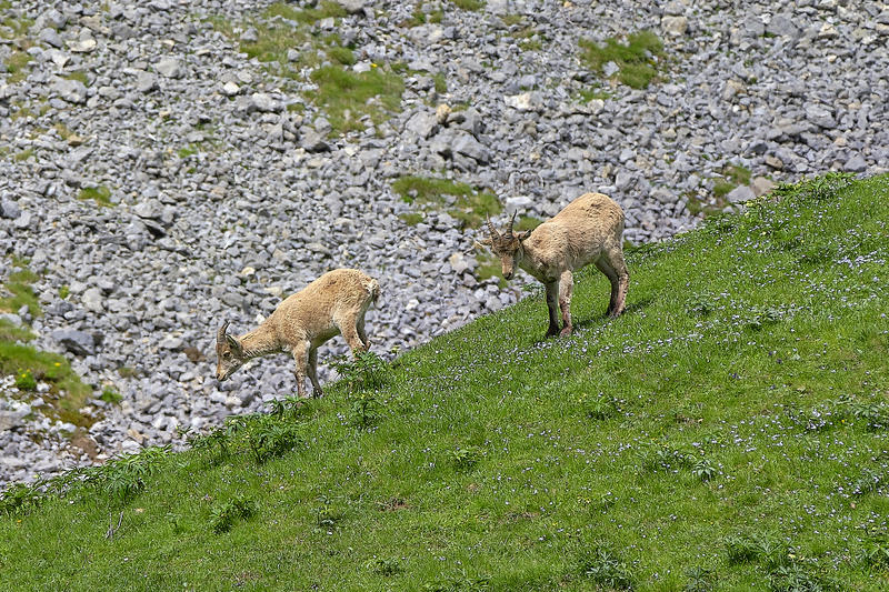 Sur les traces des bouquetins