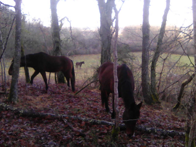 Tournon autour du Cheval