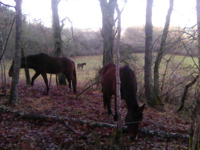 Tournon autour du Cheval