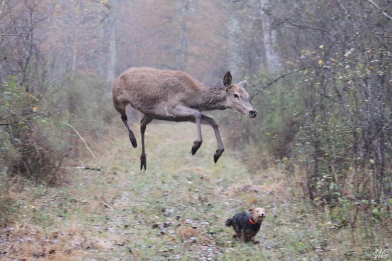 Concours photos &quot;Pose Nature&quot; - Fédération départementale des chasseurs de Loir-et-Cher