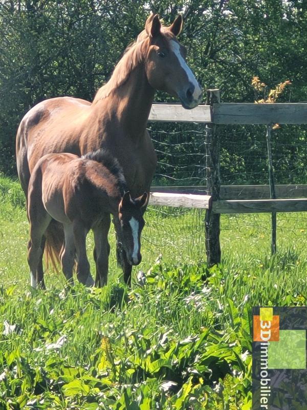 Maison - 500 m² - 11 pièces