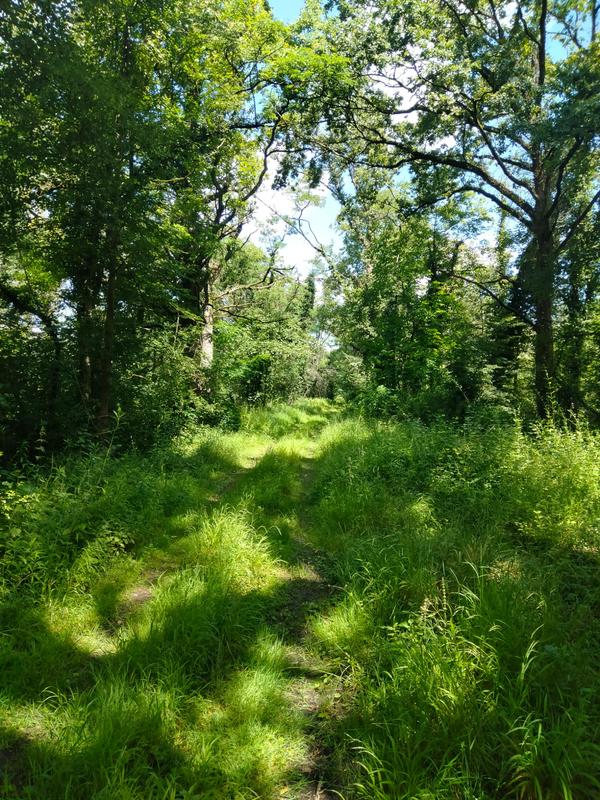 Randonnée pédestre