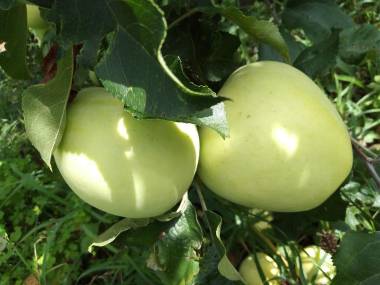 Pomme de reinette et pomme d'api