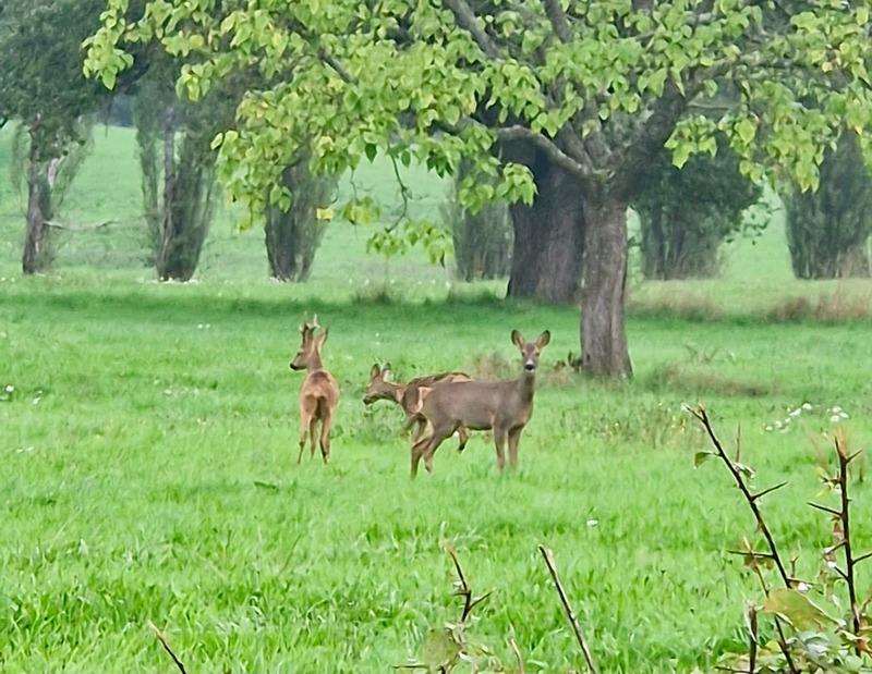Maison - 219 m² - 10 pièces