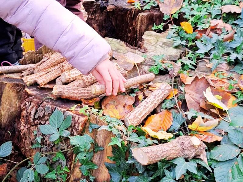 Sortie Nature : Balade Créative - Jeux de Nature