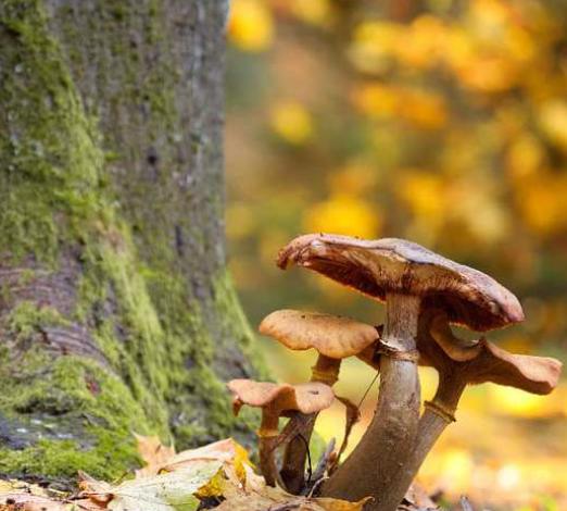 Allons aux champignons - Dimanche Nature