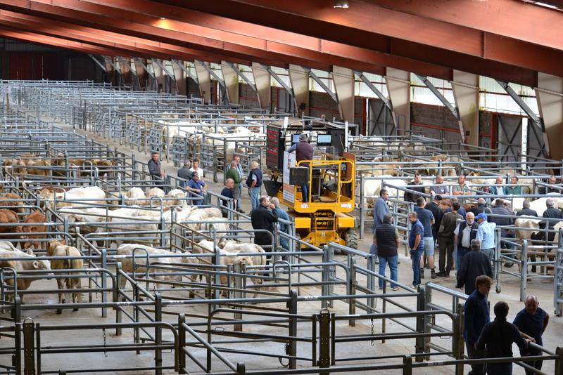Marché aux bestiaux - les Grivelles