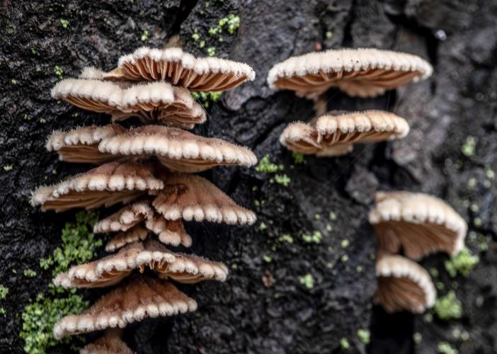 Balade guidée : le monde merveilleux des champignons