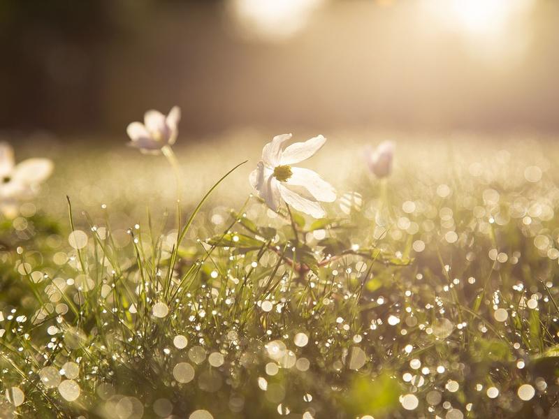 Récolter la sève de bouleau