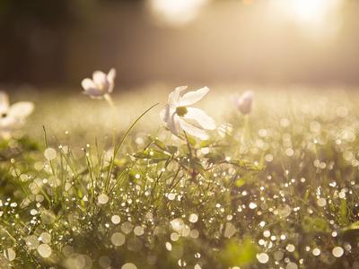 Récolter la sève de bouleau