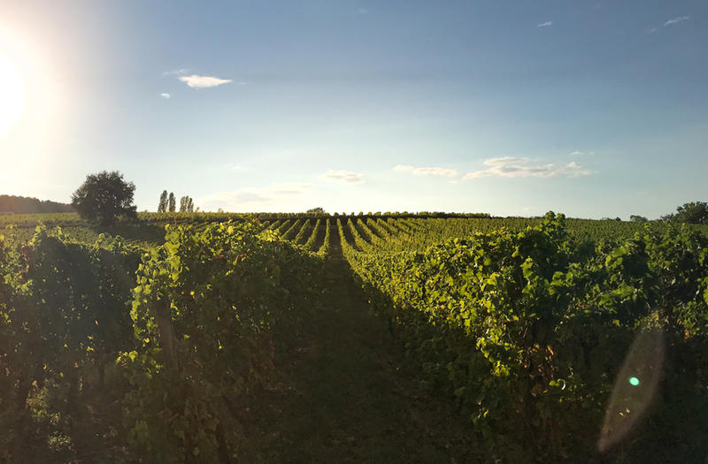 Visite et dégustation de 7 vins | Vignobles Alard