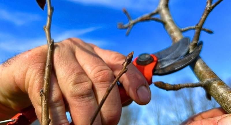 Formation arboriculteur – Initiation à la taille de formation des arbres fruitiers