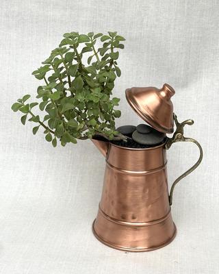 Composition de plantes grasses