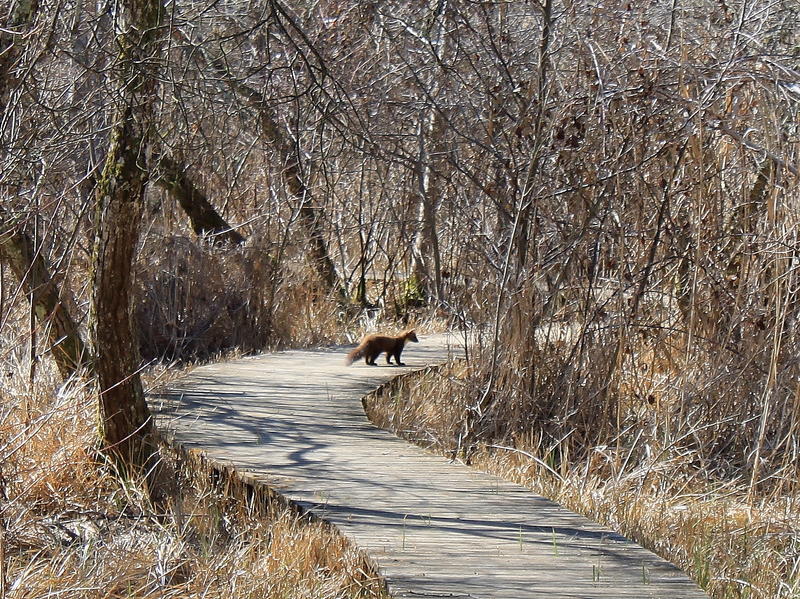 Marais de Bonnefont "Indice de biodiversité potentielle"