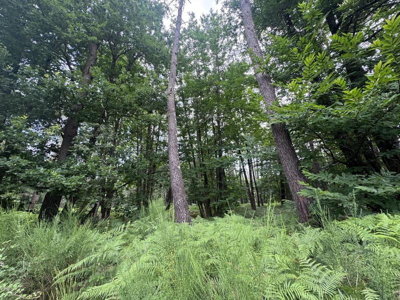 Terrain - 141 093 m²