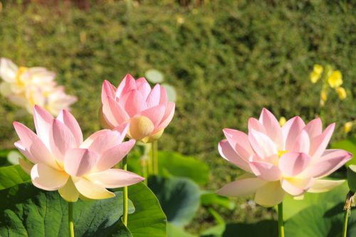 Les Jardins de Martels