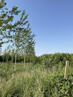 Terrain inconstructible - 2 600 m²