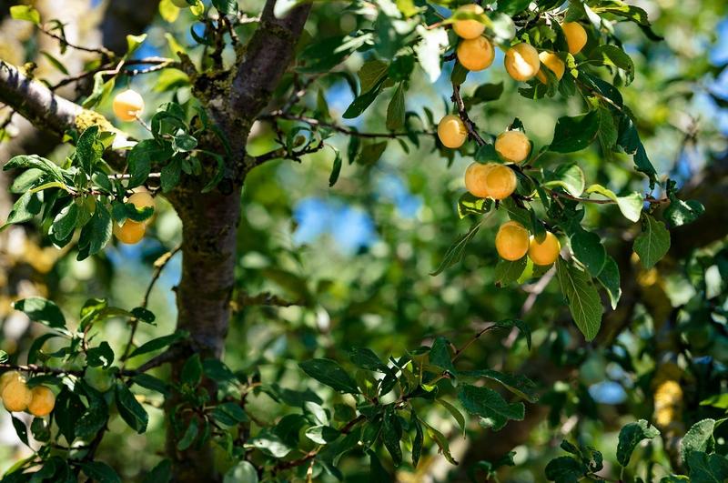 Visite Origine -Distillerie de Rozelieures