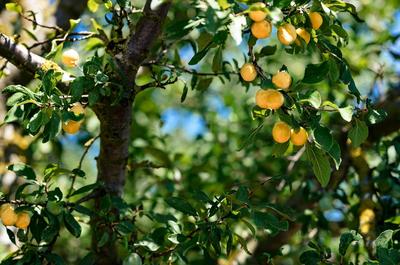 Visite Origine -Distillerie de Rozelieures