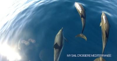 A la découverte des cétacés, Whale Watching Guadeloupe