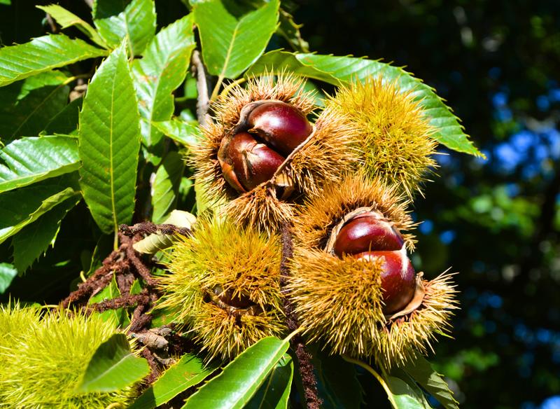 Journée Portes Ouvertes - le châtaignier de l'arbre à l'assiette