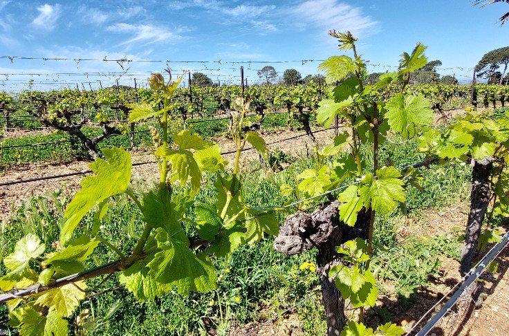 Terrain agricole - 42 725 m²