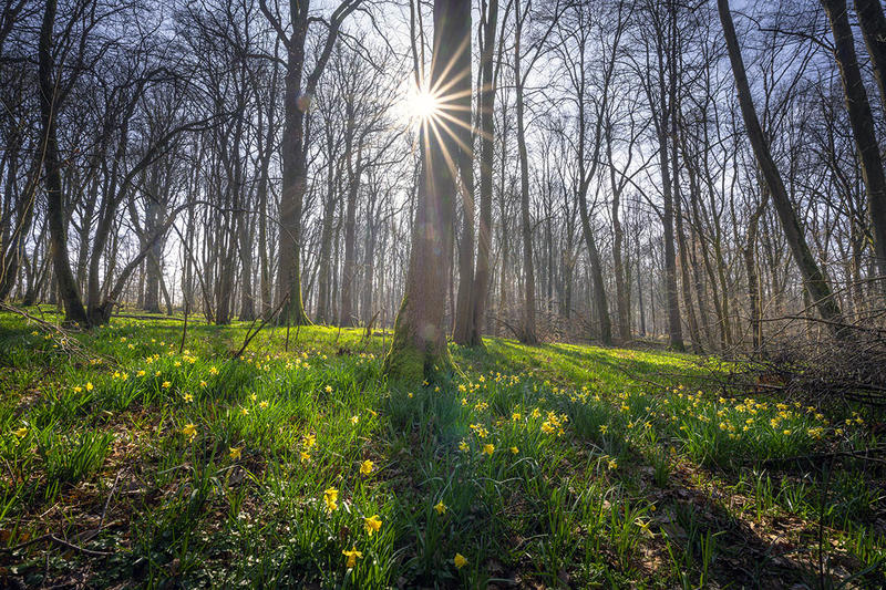 Bois départemental de Maroeuil - Doudou visite la forêt