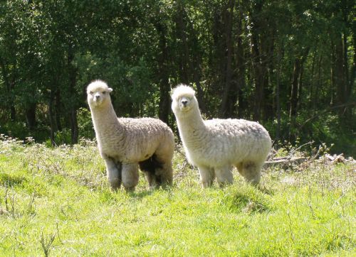 Village de Gîtes "Stereden"