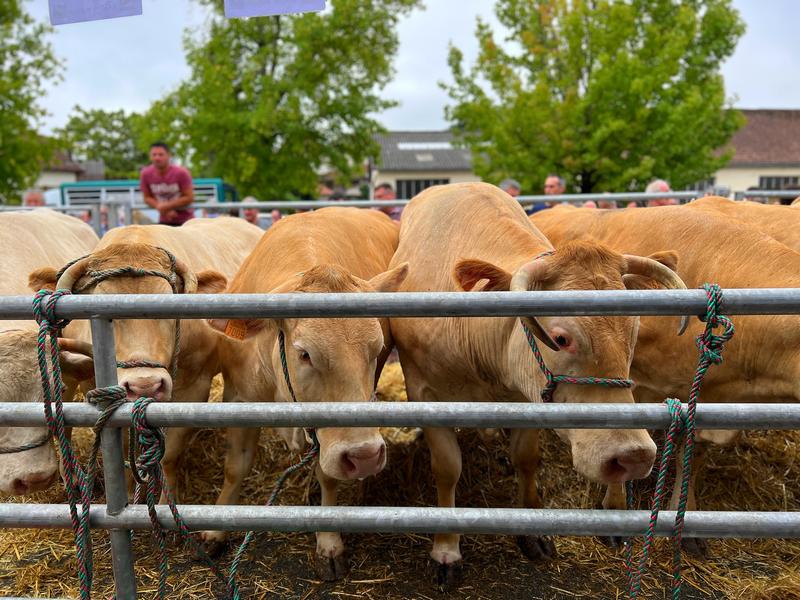 Fête de la Blonde d'Aquitaine
