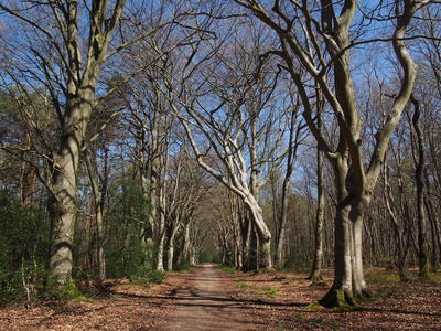 Promenades Pleine Conscience Créatives - Bois du Breuil