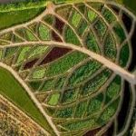 Les Jardins du Château de la Chatonnière