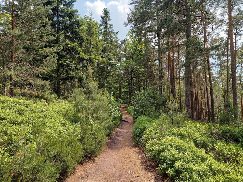 Balade Nature - Bain de forêt