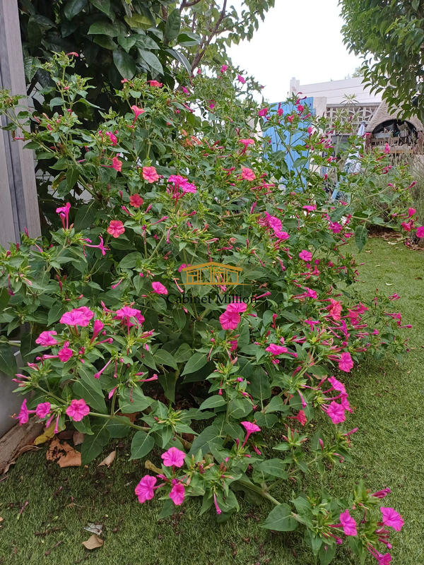 Maison - 36 m² - 3 pièces