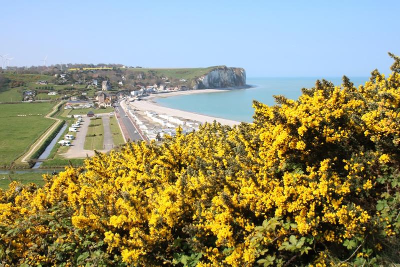 Flore sauvage du littoral, visite commentée