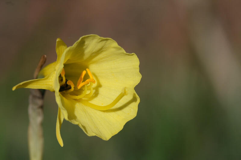 Formation Plantes à fleurs