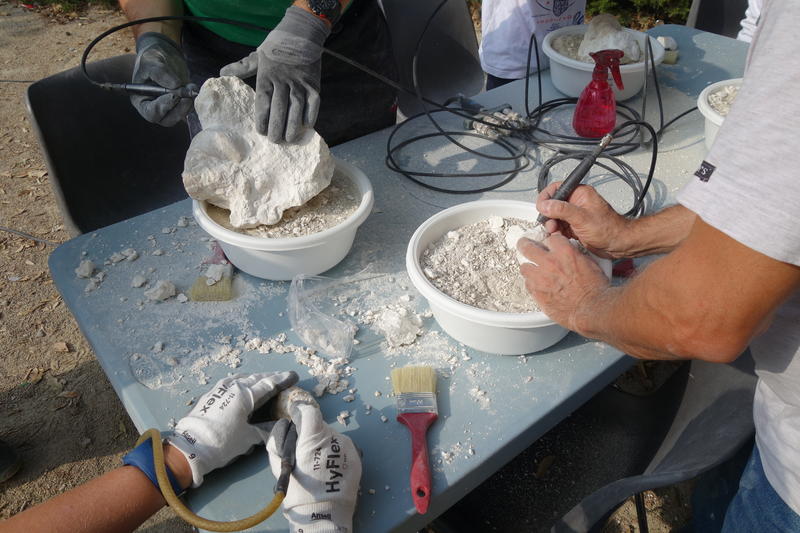 Atelier d'initiation au dégagement de fossiles